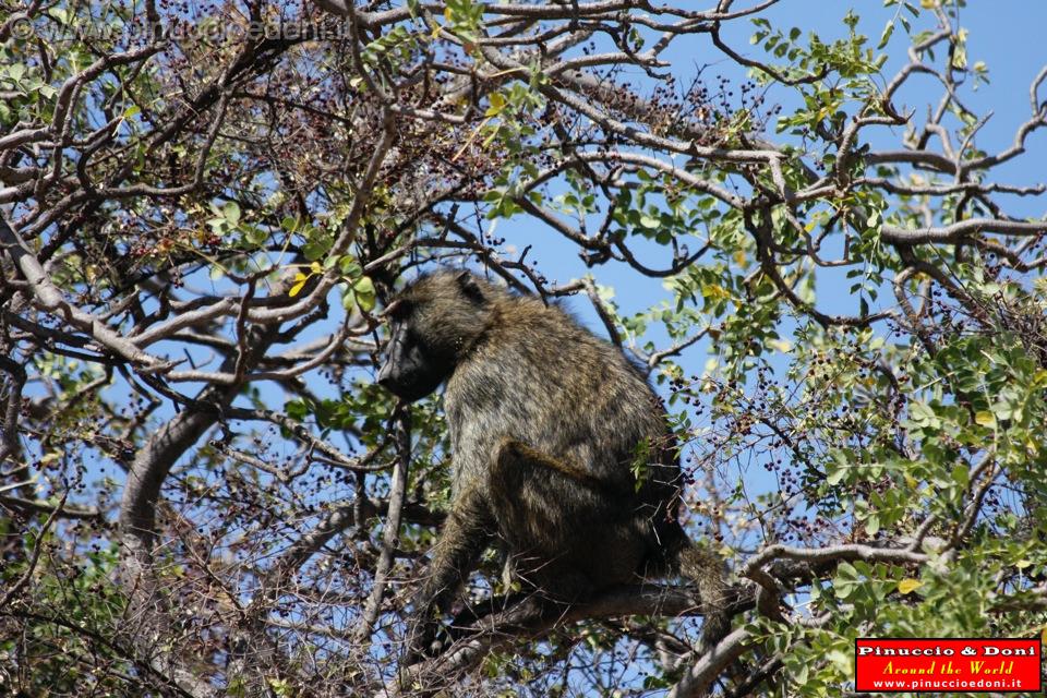 Ethiopia - Netch Sar Park - 93 - Baboon.jpg